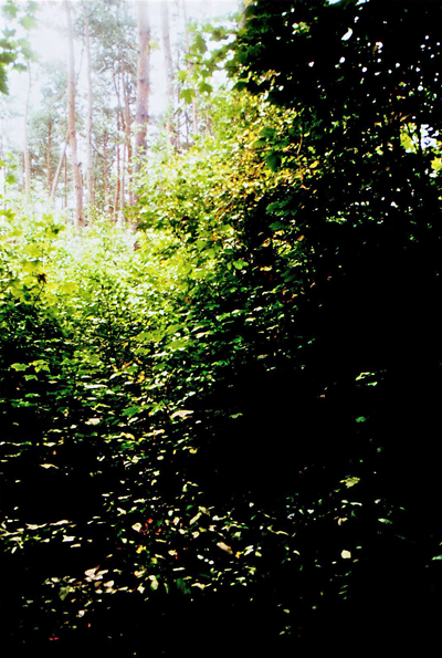 Wald